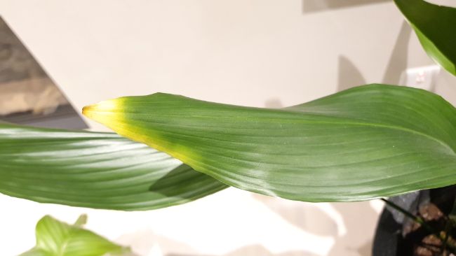 yellow leaf tip on aspidistra elatior houseplant