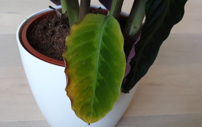 yellow leaf on houseplant calathea warscewiczii