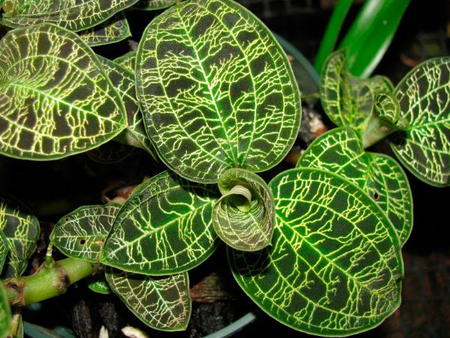macodes petola care jewel orchid