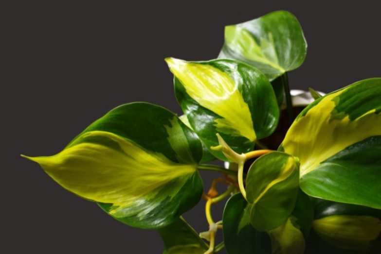 philodendron brasil care