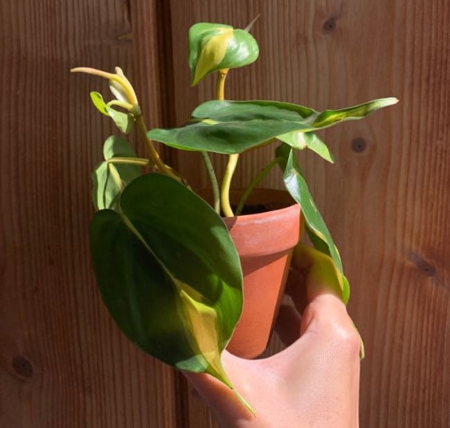 philodendron hederaceum brasil in terracotta pot
