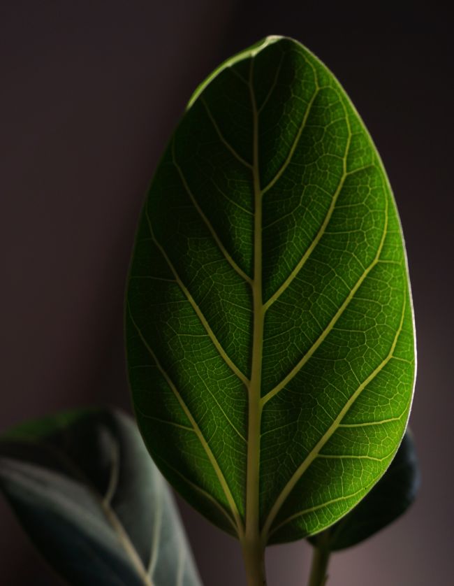 Ficus Audrey leaf detail