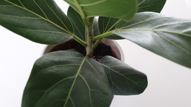Ficus benghalensis audrey leaf and stem structure