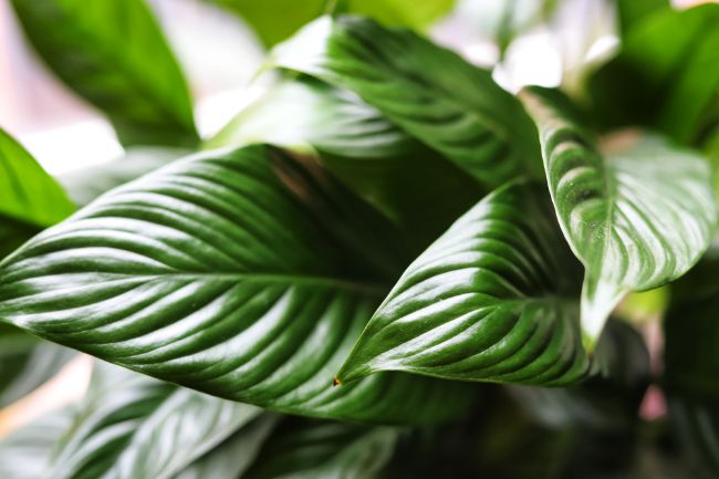 peace lily meaning and symbolism