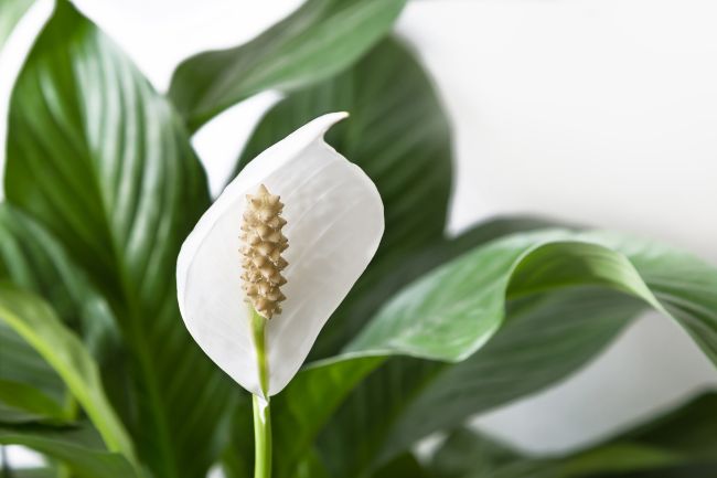 peace lily meaning and symbolism