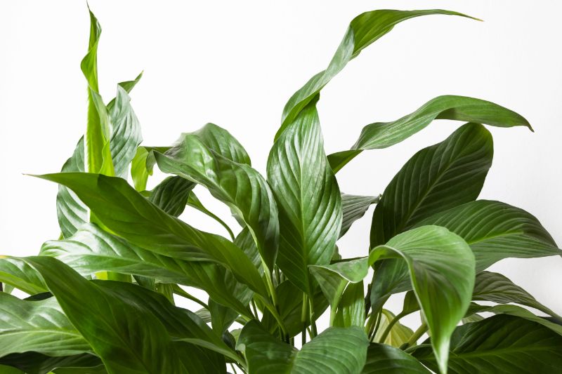 Why Is My Peace Lily Not Blooming And How To Fix It Smart Garden Guide