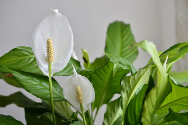 peace lily blooming spathiphyllum
