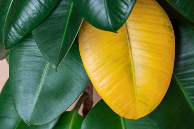rubber plant leaves turning yellow ficus elastica