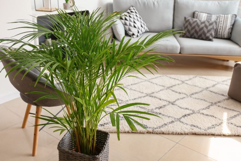 Areca Palm Propagation A Step By Step Guide Smart