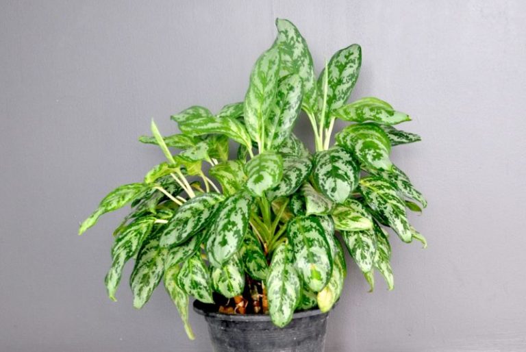 Why Does My Chinese Evergreen Have Yellow Leaves? - Smart ...