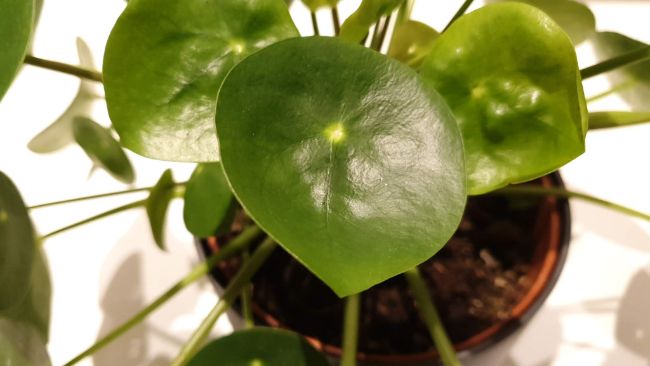chinese money plant leaves curling pilea peperomioides