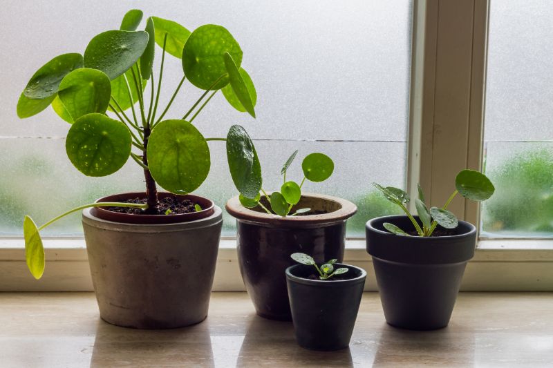 Chinese Money Plant Propagation (Pilea Peperomioides) - Smart Garden Guide