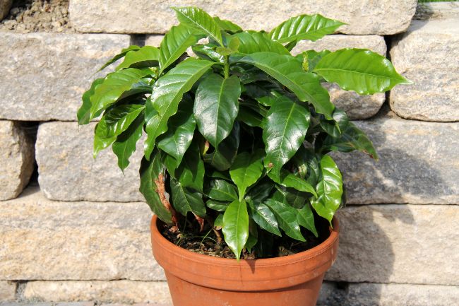 coffee plant houseplant