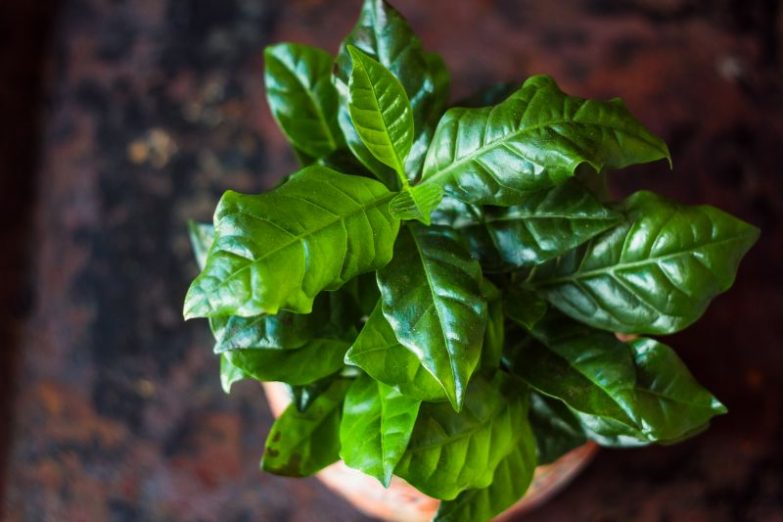coffee plant care indoors
