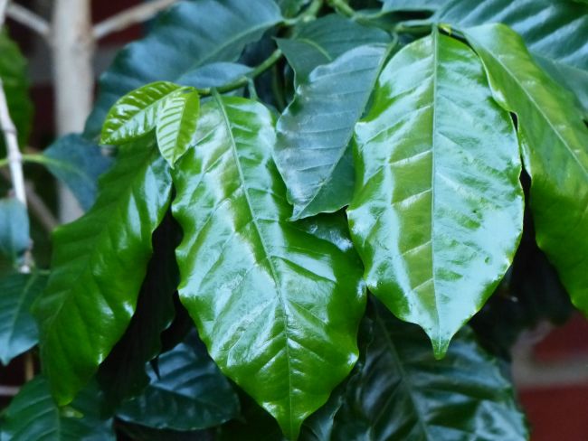 coffee plant leaves