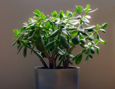 15 Easy Houseplants To Propagate (With Pictures) - Smart Garden Guide