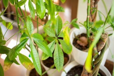 Why Does My Money Tree Have Yellow Leaves? (Pachira aquatica) - Smart