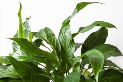 5 Peace Lily Problems (And How To Fix Them) - Smart Garden Guide