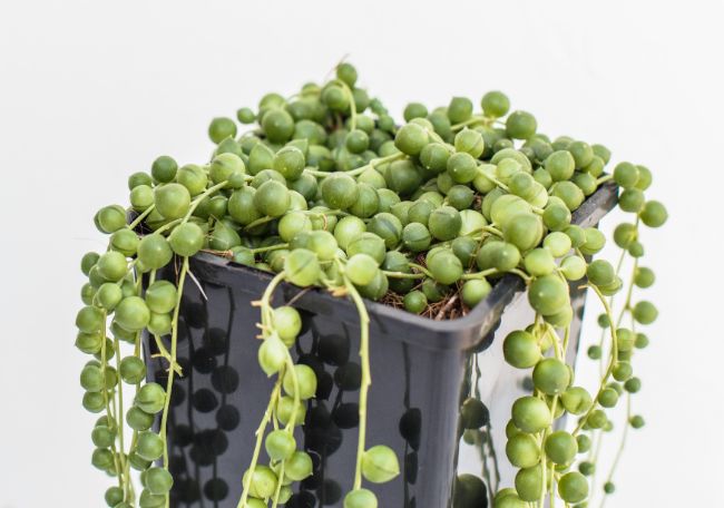 string of pearls plant easy houseplants to propagate