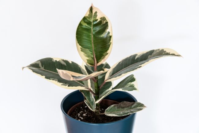 Ficus Elastica Tineke Rubber Plant