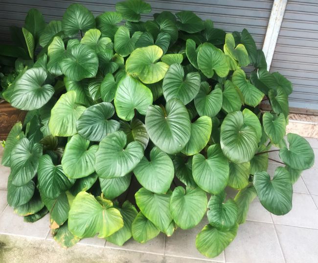 philodendron yellow leaves