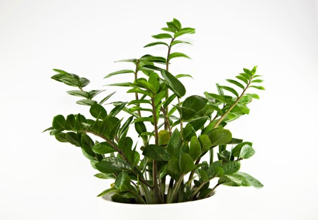 zz plant easy houseplants to propagate