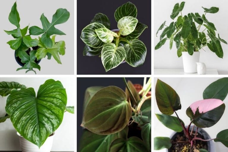 50 Stunning Philodendron Varieties You Will Love - Smart Garden Guide
