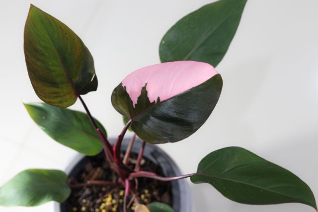 Philodendron 'Pink Princess' philodendron varieties