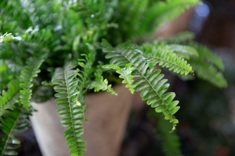 Why Is My Boston Fern Dying And How To Fix It Smart Garden Guide