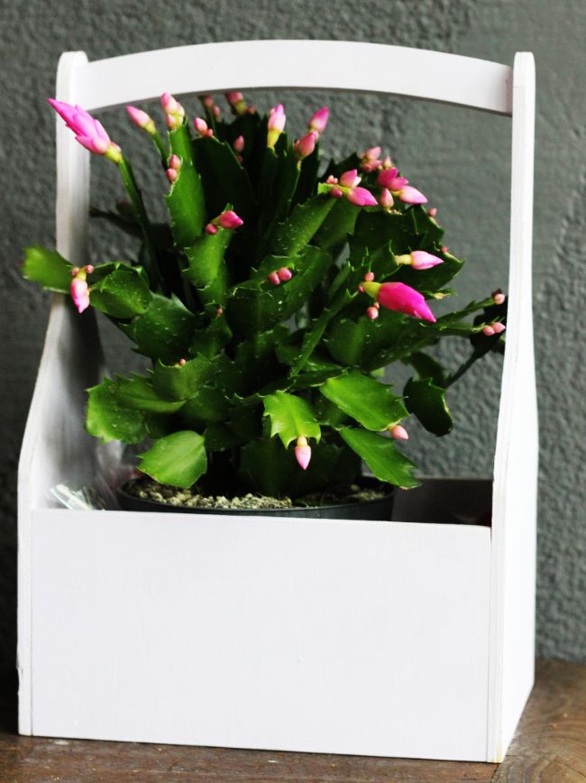 christmas cactus dropping leaves schlumbergera