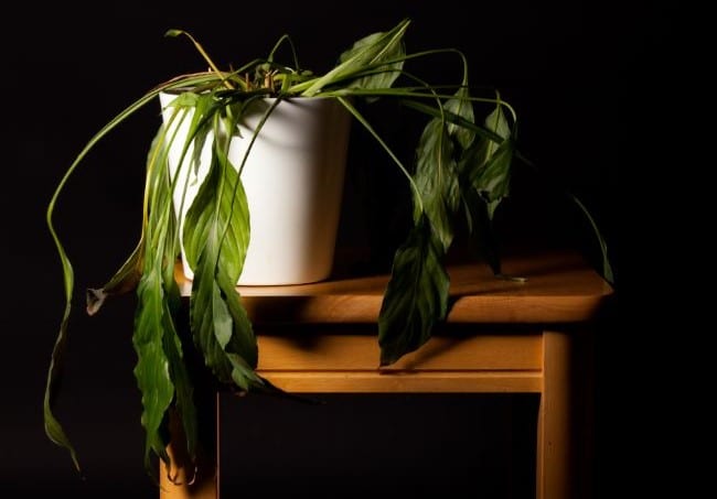 peace lily dying spathiphyllum