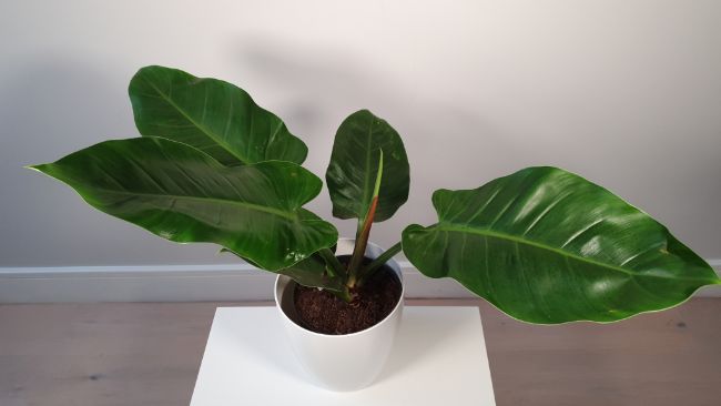 philodendron imperial green care