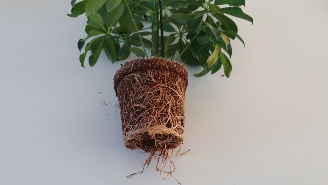 umbrella plant rootbound