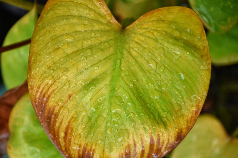 Alocasia Leaves Turning Yellow (Causes And Solutions) - Smart Garden Guide