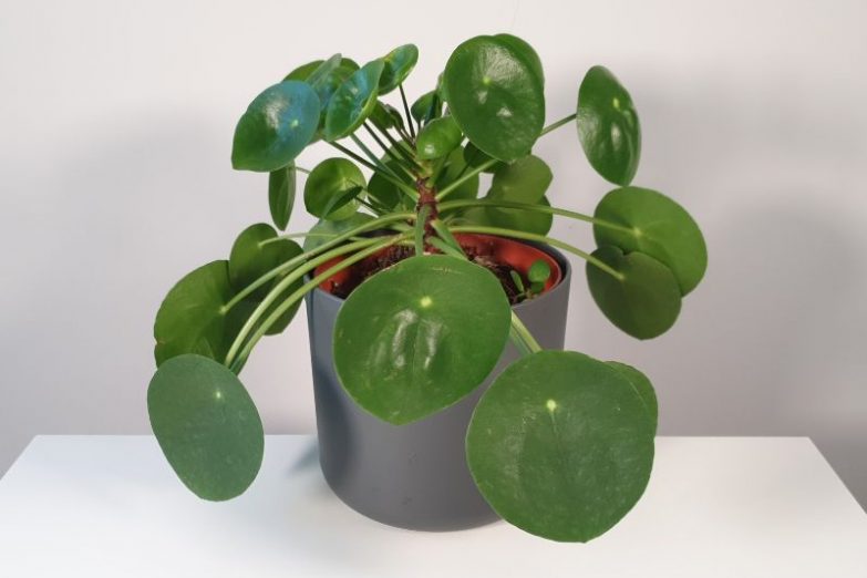 chinese money plant drooping pilea peperomioides