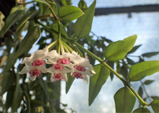 Hoya Lanceolata Spp. Bella