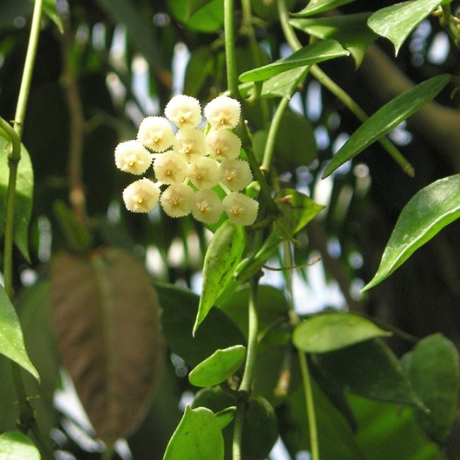 Hoya Lacunosa (Cinnamon Hoya) hoya varieties