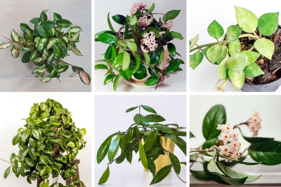 50 Beautiful Hoya Varieties (Pictures, Types & Care Tips) - Smart Garden  Guide
