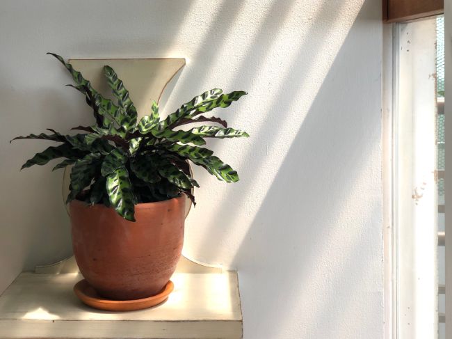 calathea dying due to incorrect lighting