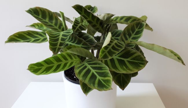 calathea dying due to overwatering