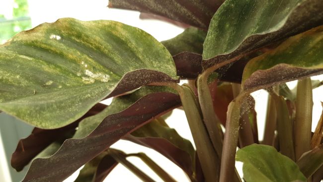 calathea dying due to spider mites