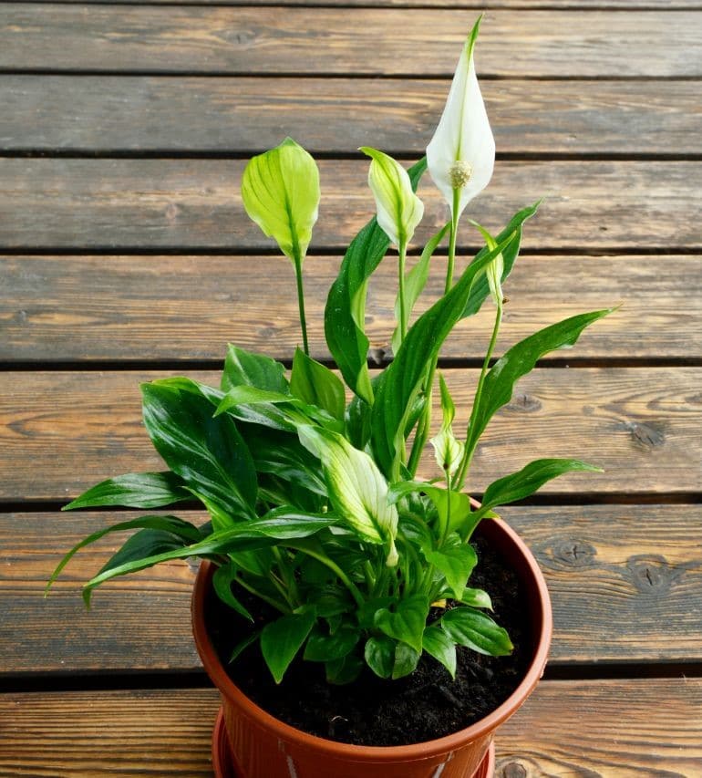 peace lily flowers turning green