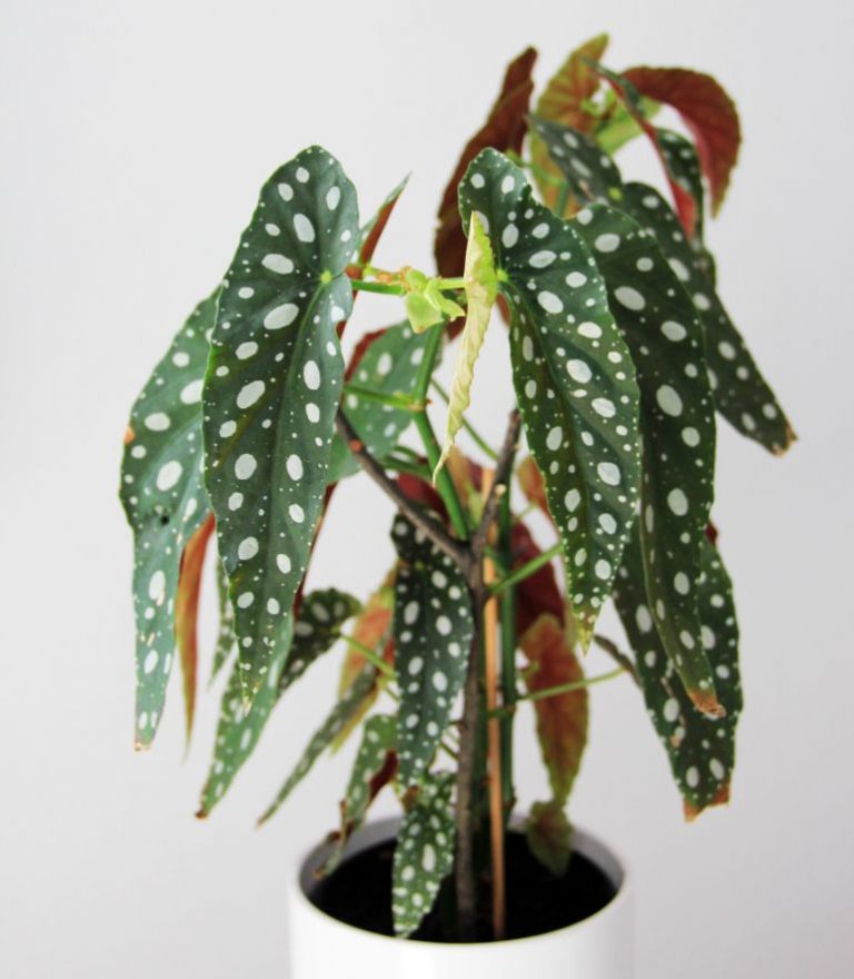 7 Causes Of Begonia Leaves Turning Brown (And Solutions) - Smart Garden ...