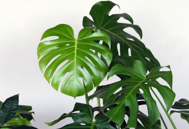 how to water monstera