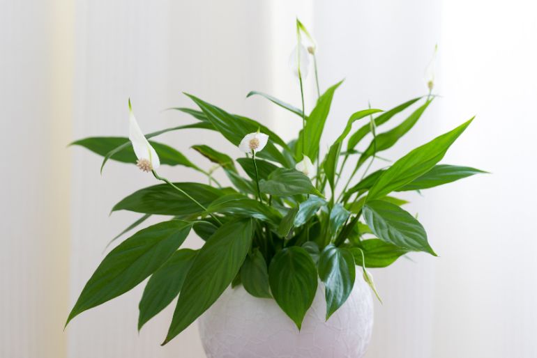 Why Won'T My Peace Lily Grow? 