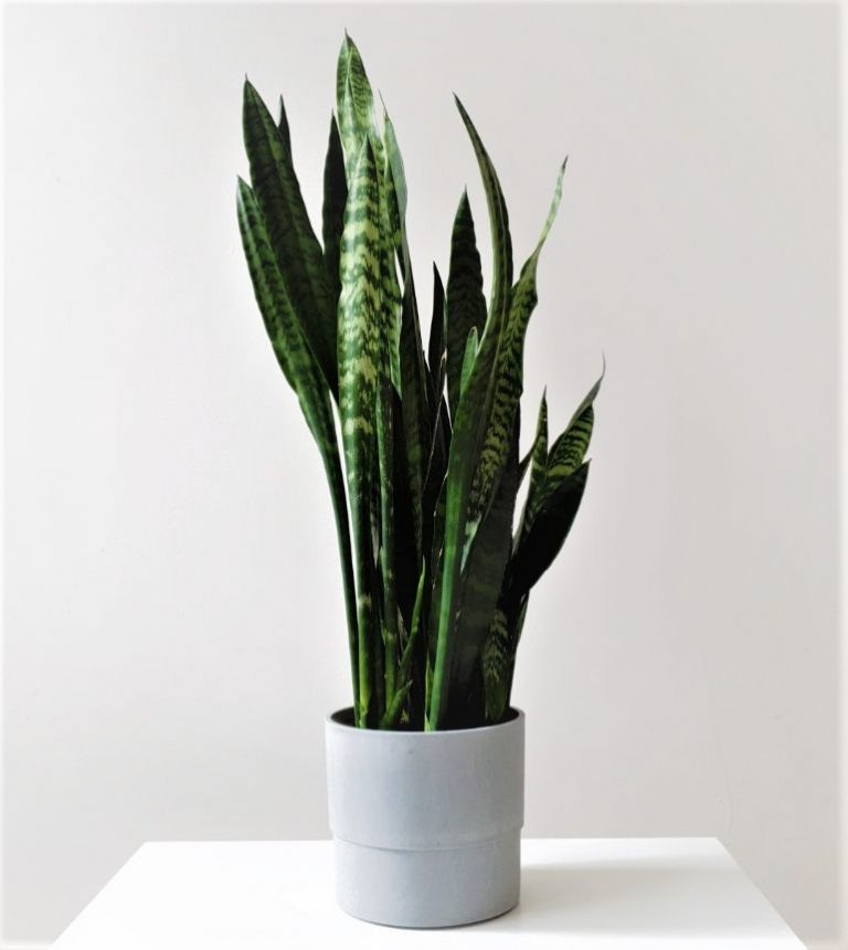 Do snake plants like direct sunlight information