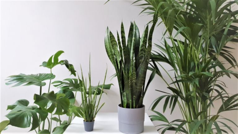 Why Is My Snake Plant Not Growing? (7 Easy Fixes) - Smart Garden Guide