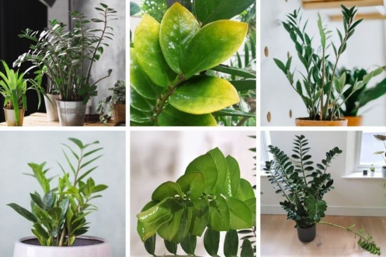 9 ZZ Plant Problems (And How To Fix Them) - Smart Garden Guide