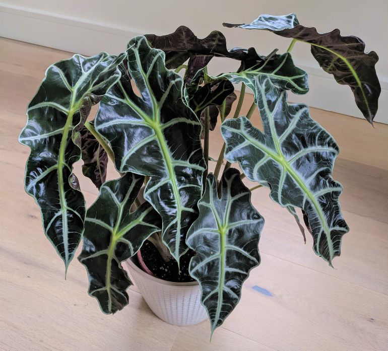 how to bring alocasia out of dormancy