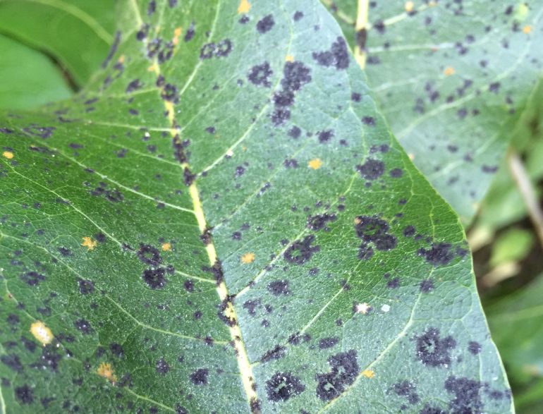 black spots on houseplant leaves caused by sooty mold